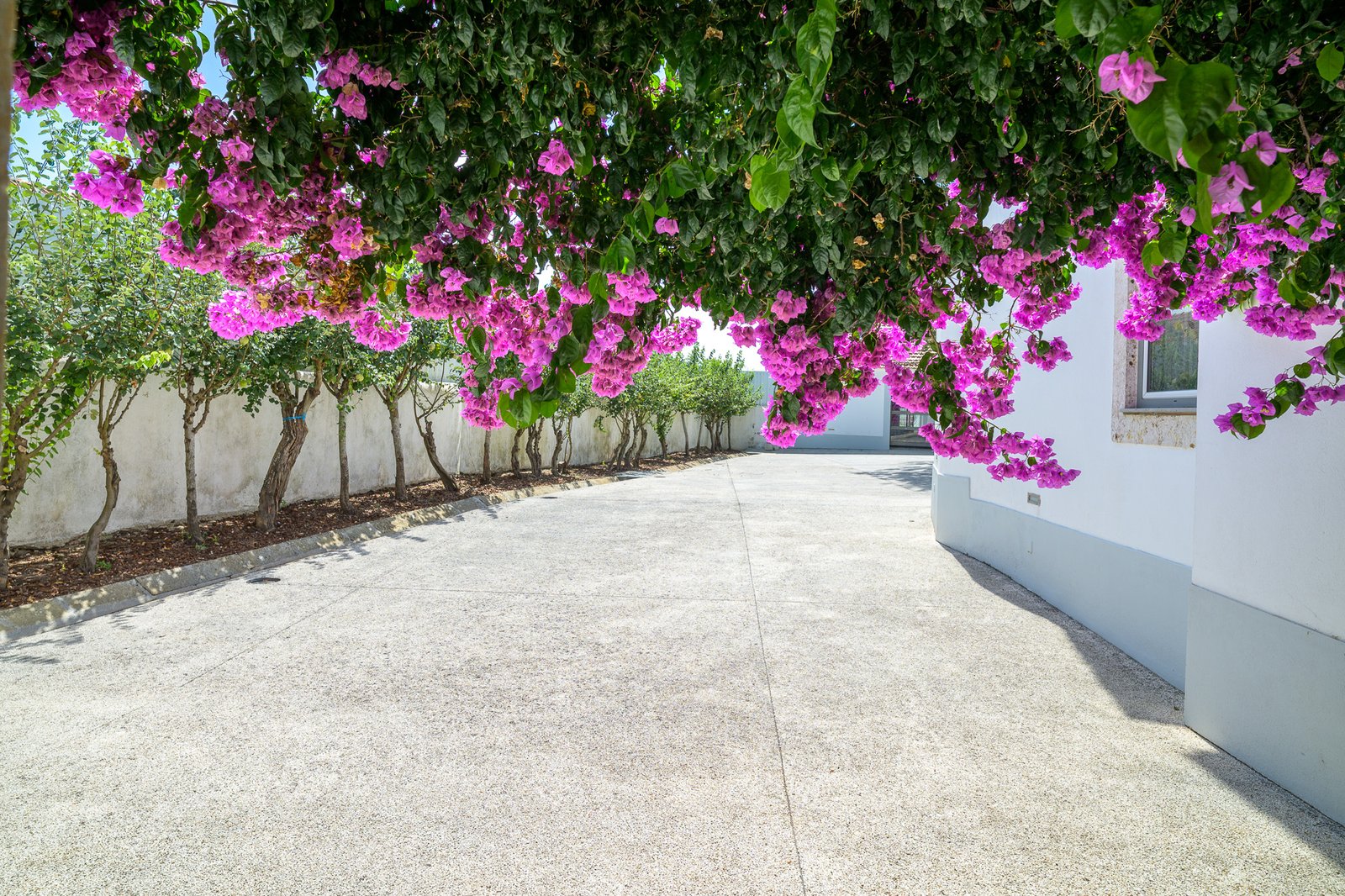 Bougainvillea walkway