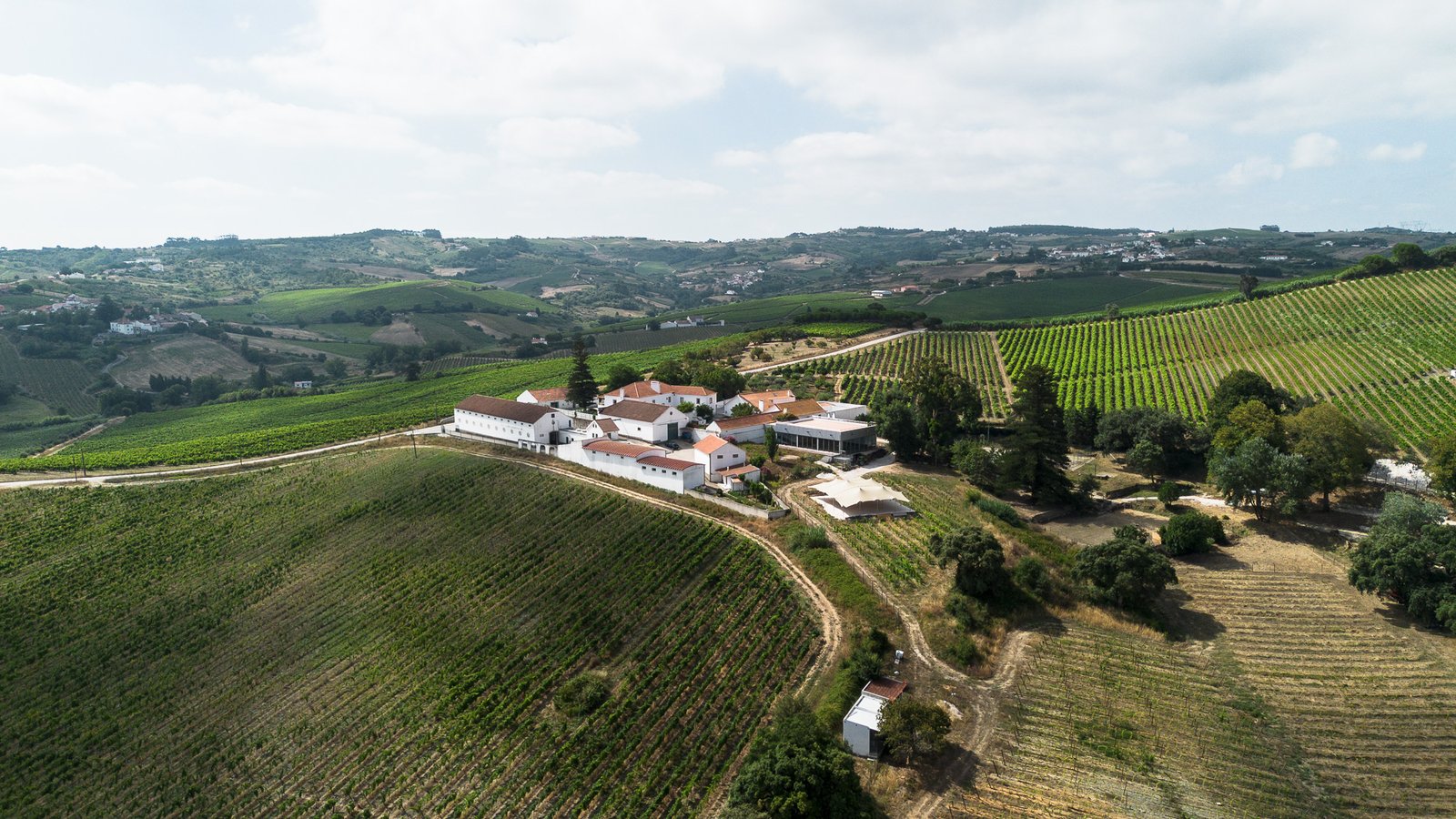 Vineyard hills